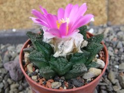 Ariocarpus fissuratus hintonii Matehuala pot 5,5 cm Cites IA - 12406343
