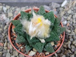 Ariocarpus fissuratus hintonii Matehuala pot 5,5 cm Cites IA - 12406344