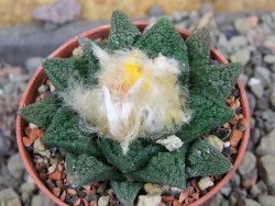 Ariocarpus fissuratus hintonii Matehuala pot 5,5 cm Cites IA - 12406345