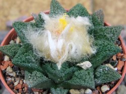 Ariocarpus fissuratus hintonii Matehuala pot 5,5 cm Cites IA - 12406346