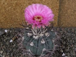 Echinocactus horizonthalonius pot 6,5 cm - 12406356