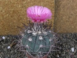 Echinocactus horizonthalonius pot 6,5 cm - 12406357