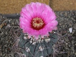 Echinocactus horizonthalonius pot 6,5 cm - 12406358