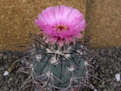 Echinocactus horizonthalonius pot 6,5 cm - 12406359
