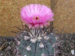 Echinocactus horizonthalonius pot 6,5 cm - 12406360