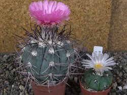 Echinocactus horizonthalonius pot 6,5 cm - 12406361