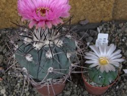 Echinocactus horizonthalonius pot 6,5 cm - 12406362