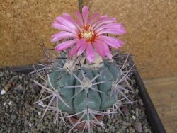 Echinocactus horizonthalonius pot 6,5 cm Roubovaný - 12406366