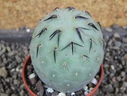 Tephrocactus geometricus pot 5,5 cm - 12406377