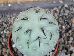 Tephrocactus geometricus pot 5,5 cm - 12406378