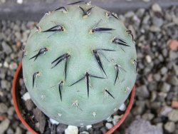Tephrocactus geometricus pot 5,5 cm - 12406379