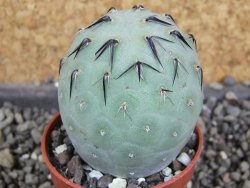Tephrocactus geometricus pot 5,5 cm