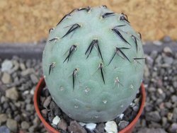 Tephrocactus geometricus pot 5,5 cm - 12406381