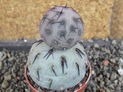 Tephrocactus geometricus pot 5,5 cm - 12406382