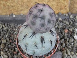 Tephrocactus geometricus pot 5,5 cm - 12406383