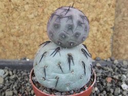 Tephrocactus geometricus pot 5,5 cm