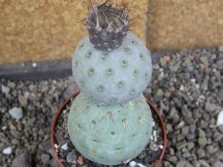 Tephrocactus geometricus pot 6,5 cm - 12406386
