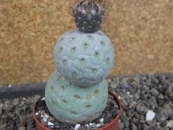 Tephrocactus geometricus pot 6,5 cm - 12406387