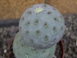 Tephrocactus geometricus pot 6,5 cm - 12406388