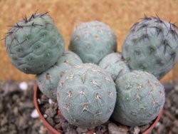 Tephrocactus geometricus pot 8,5 cm - 12406390
