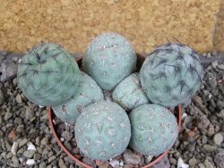Tephrocactus geometricus pot 8,5 cm - 12406391