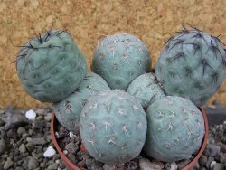 Tephrocactus geometricus pot 8,5 cm - 12406392