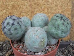 Tephrocactus geometricus pot 8,5 cm - 12406393