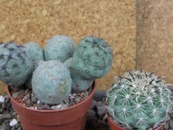 Tephrocactus geometricus pot 8,5 cm - 12406394