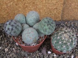 Tephrocactus geometricus pot 8,5 cm - 12406395