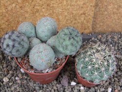 Tephrocactus geometricus pot 8,5 cm - 12406396