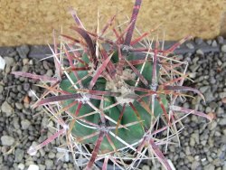 Ferocactus gracilis pot 5,5 cm - 12406398