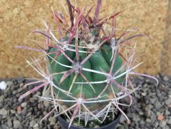 Ferocactus gracilis pot 5,5 cm - 12406399