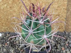 Ferocactus gracilis pot 5,5 cm - 12406400