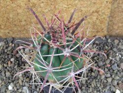 Ferocactus gracilis pot 5,5 cm - 12406401