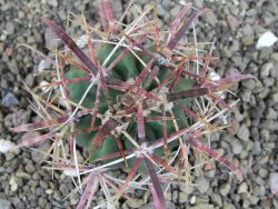 Ferocactus gracilis pot 5,5 cm - 12406402