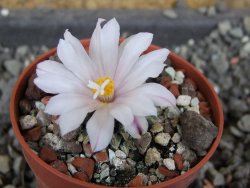 Ariocarpus kotschoubeyanus albiflorus Tula pot 5,5 cm