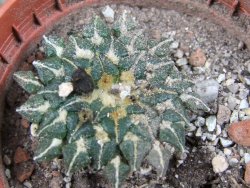 Ariocarpus kotschoubeyanus albiflorus Tula pot 5,5 cm - 12406409