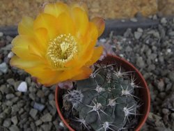 Acanthocalycium glaucum pot 5,5 cm