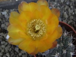 Acanthocalycium glaucum pot 5,5 cm - 12406417