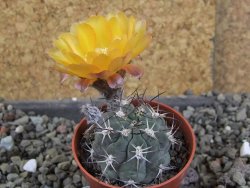 Acanthocalycium glaucum pot 5,5 cm - 12406418