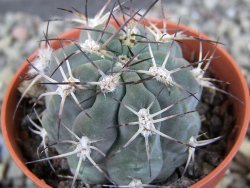 Acanthocalycium glaucum pot 5,5 cm - 12406419