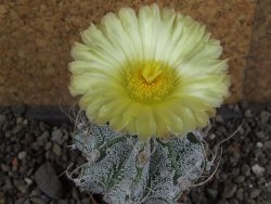 Astrophytum crassispinoides, pot 5,5 cm