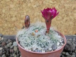 Sulcorebutia hertusii Zudaňes, pot 5,5 cm - 12406441