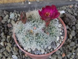 Sulcorebutia hertusii Zudaňes, pot 5,5 cm - 12406442