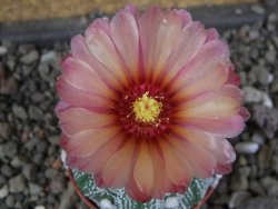 Astrophytum  hanazano X red červený květ, akabana, pot 5,5 cm - 12406450