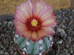 Astrophytum  hanazano X red červený květ, akabana, pot 5,5 cm - 12406452
