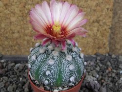 Astrophytum  hanazano X red červený květ, akabana, pot 5,5 cm - 12406453