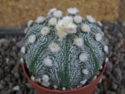 Astrophytum  hanazano X red červený květ, akabana, pot 5,5 cm - 12406454