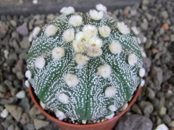 Astrophytum  hanazano X red červený květ, akabana, pot 5,5 cm - 12406455