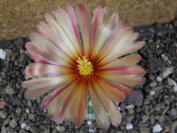 Astrophytum  capricorne X red červený květ, akabana, pot 5,5 cm - 12406463